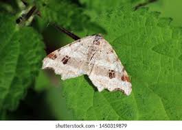 Attēlu rezultāti vaicājumam “Macaria notata”