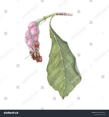 Attēlu rezultāti vaicājumam “Magnolia kobus fruit”