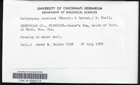 Attēlu rezultāti vaicājumam “Calypogeia neesiana”