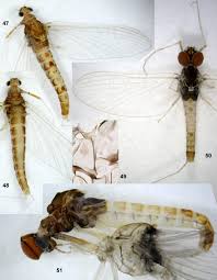 Attēlu rezultāti vaicājumam “Ephemeroptera imago”