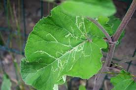 Attēlu rezultāti vaicājumam “Arctium tomentosum leaf”