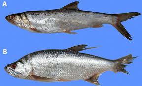 Image result for Elops saurus