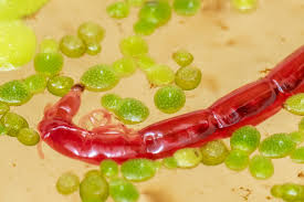 Attēlu rezultāti vaicājumam “Chironomidae larvae”