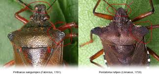 Attēlu rezultāti vaicājumam “Pinthaeus sanguinipes”