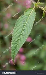 Attēlu rezultāti vaicājumam “Impatiens glandulifera leaf”