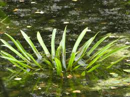 Attēlu rezultāti vaicājumam “Stratiotes aloides flower”