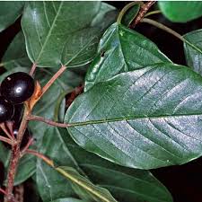 Attēlu rezultāti vaicājumam “Frangula alnus leaf”
