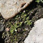 Attēlu rezultāti vaicājumam “Herniaria glabra leaf”