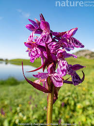 Attēlu rezultāti vaicājumam “Dactylorhiza cruenta flower”