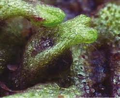 Attēlu rezultāti vaicājumam “Riccia rhenana”