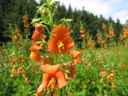 Image result for Alonsoa liniflora