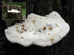 Attēlu rezultāti vaicājumam “Postia guttulata”