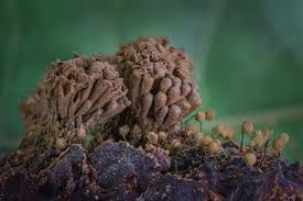 Attēlu rezultāti vaicājumam “Claustria didermoides macro”