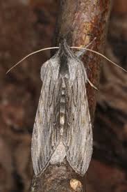 Attēlu rezultāti vaicājumam “Cucullia lucifuga larva”