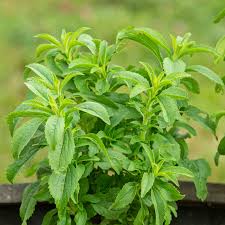 Image result for Stevia rebaudiana