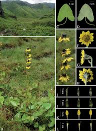 Attēlu rezultāti vaicājumam “Ligularia sibirica leaf”