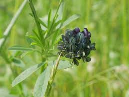 Attēlu rezultāti vaicājumam “Medicago x varia  leaf”