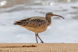 Attēlu rezultāti vaicājumam “Numenius phaeopus”