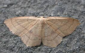 Attēlu rezultāti vaicājumam “Cyclophora pendularia”