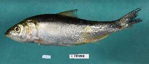 Image result for Alosa chrysochloris