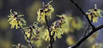 Attēlu rezultāti vaicājumam “Hamamelis mollis flower”