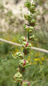 Image result for Beta vulgaris