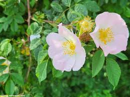 Attēlu rezultāti vaicājumam “Rosa subcanina fruit”