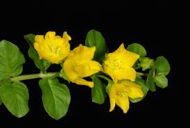 Attēlu rezultāti vaicājumam “Lysimachia nummularia flower”