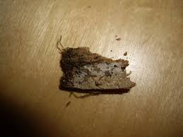 Attēlu rezultāti vaicājumam “Phlebia serialis”