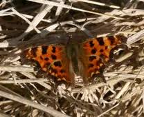 Attēlu rezultāti vaicājumam “Polygonia c-album upperside”