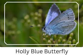 Attēlu rezultāti vaicājumam “Celastrina argiolus underside”