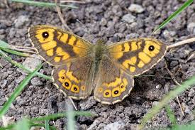 Attēlu rezultāti vaicājumam “Lasiommata megera male”