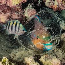 Image result for Scarus zelindae