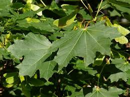 Attēlu rezultāti vaicājumam “Acer platanoides”