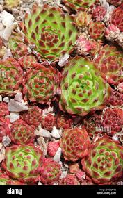 Attēlu rezultāti vaicājumam “Jovibarba globifera bud”