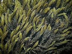 Attēlu rezultāti vaicājumam “Grimmia muehlenbeckii”