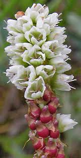 Attēlu rezultāti vaicājumam “Bistorta vivipara flower”