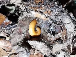 Attēlu rezultāti vaicājumam “Polyzonium germanicum”