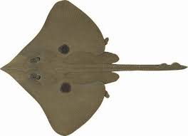 Image result for Dipturus laevis