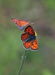Attēlu rezultāti vaicājumam “Lycaena alciphron underside”