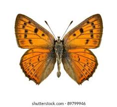 Attēlu rezultāti vaicājumam “Lycaena alciphron underside”