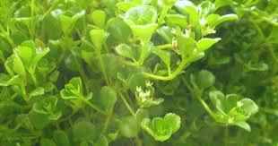 Attēlu rezultāti vaicājumam “Depressaria olerella”