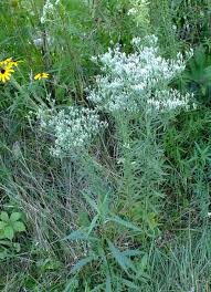 Attēlu rezultāti vaicājumam “Hygroamblystegium humile sporophyte”