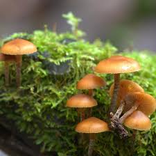 Attēlu rezultāti vaicājumam “Galerina marginata”