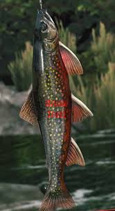 Image result for Salvelinus fontinalis