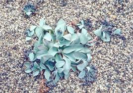 Attēlu rezultāti vaicājumam “Anthyllis maritima leaf”