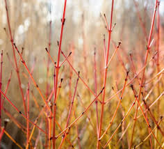 Attēlu rezultāti vaicājumam “Cornus sanguinea”