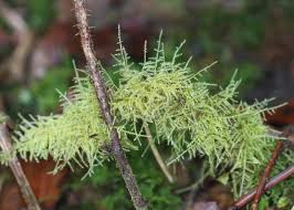 Attēlu rezultāti vaicājumam “Eurhynchium praelongum”
