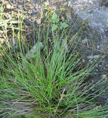 Attēlu rezultāti vaicājumam “Carex pilulifera”