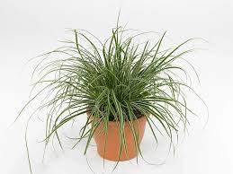 Attēlu rezultāti vaicājumam “Carex panicea flower”